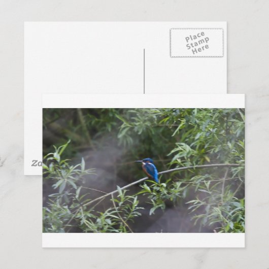 kingfisher.jpg ポストカード (正面/裏面)