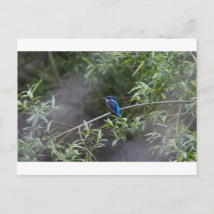kingfisher.jpg ポストカード