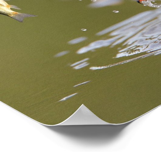 Kingfisher's Success - Bird with Fresh Fish Catch ポスター (角)