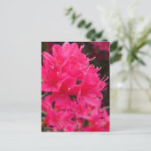 Kirishima Azalea ポストカード (スタンド正面)