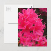 Kirishima Azalea ポストカード (正面/裏面)