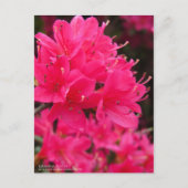 Kirishima Azalea ポストカード (正面)