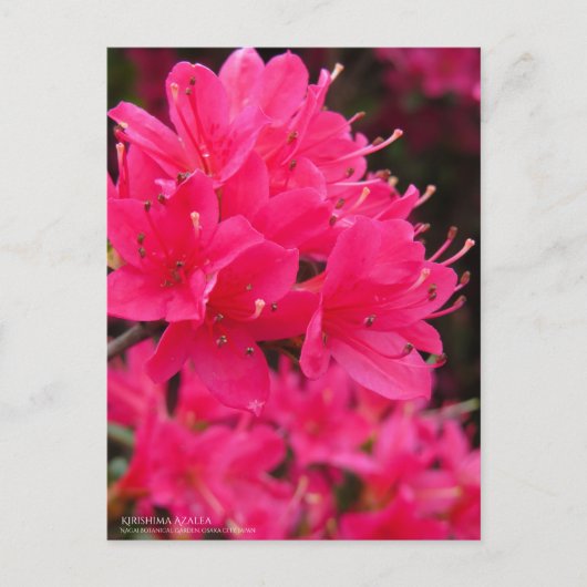 Kirishima Azalea ポストカード (正面)
