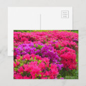 Kirishima Azalea ポストカード (正面/裏面)