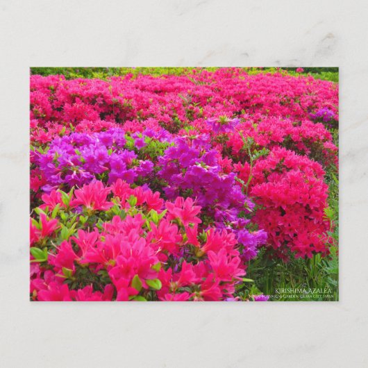 Kirishima Azalea ポストカード (正面)