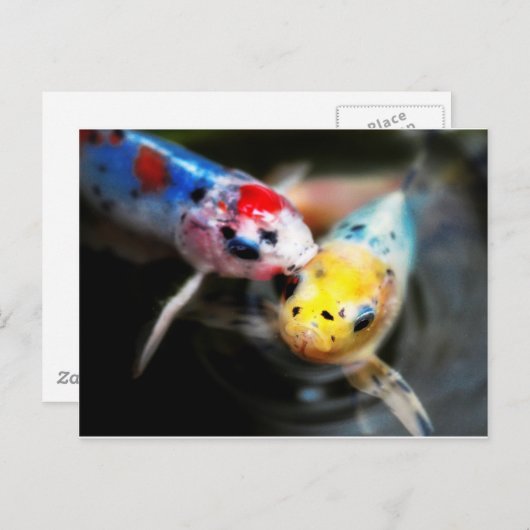 Kissing fish ポストカード (正面/裏面)