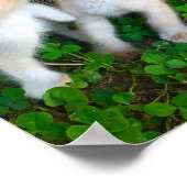 kissing kittens ポスター (角)