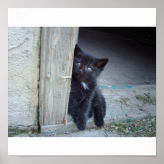 Kitten ポスター