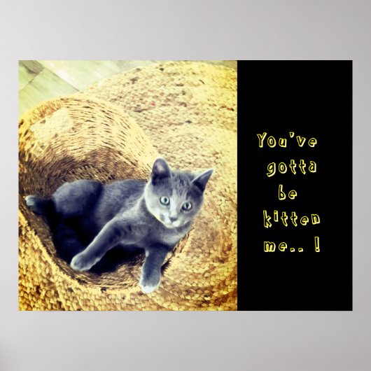 Kitten  ポスター (正面)