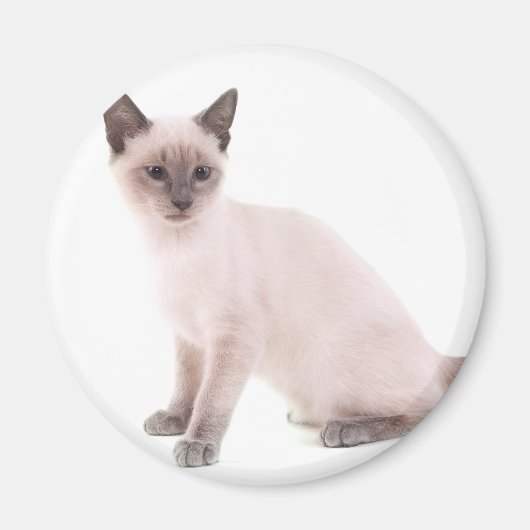 kitten マグネット (正面)