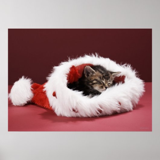 Kitten asleep in Christmas hat ポスター (正面)