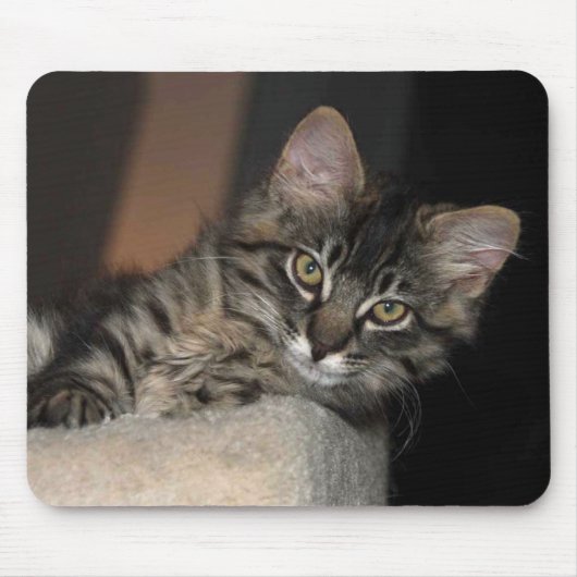 Kitten Chillinマウスパッド マウスパッド (正面)