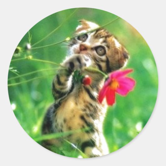 Kitten Circle Shapeスタンプ ラウンドシール (正面)