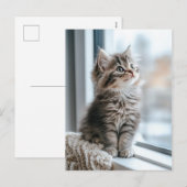 Kitten near the window シーズンポストカード (正面/裏面)