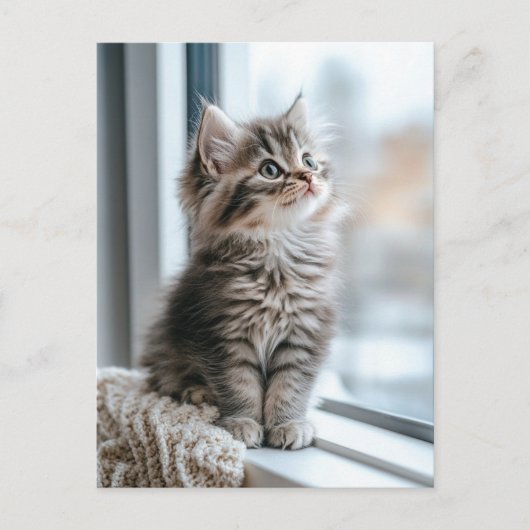 Kitten near the window シーズンポストカード (正面)