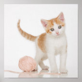 Kitten Next To Ball Of String ポスター (正面)