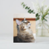Kitten Post Card - Maine Coon Cat ポストカード (スタンド正面)