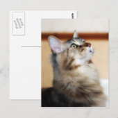 Kitten Post Card - Maine Coon Cat ポストカード (正面/裏面)