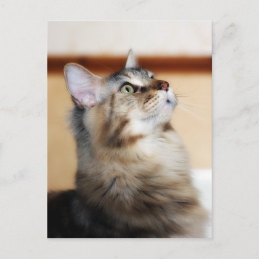 Kitten Post Card - Maine Coon Cat ポストカード (正面)