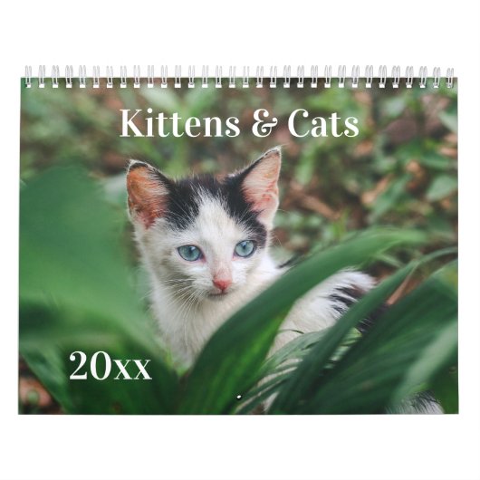 Kittens & Cats カレンダー (カバー)