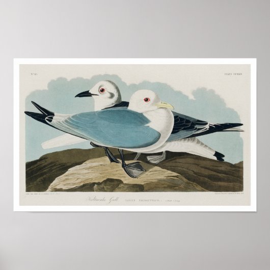 Kittiwake Gull by Audubonポスター ポスター (正面)