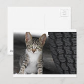 Kitty.JPG ポストカード (正面/裏面)