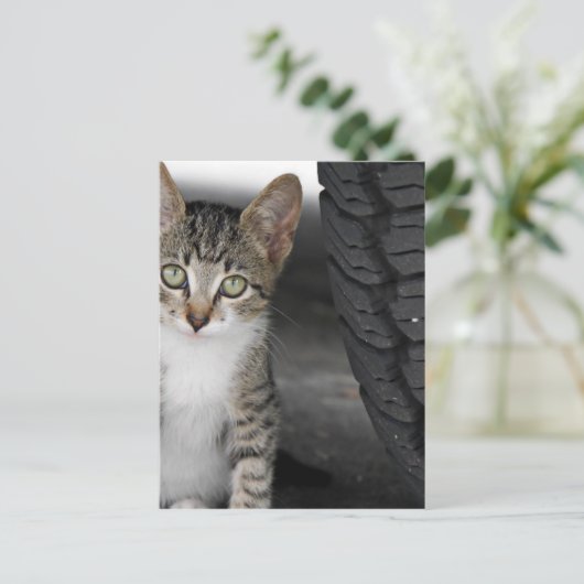 Kitty.JPG ポストカード (スタンド正面)