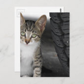 Kitty.JPG ポストカード (正面/裏面)