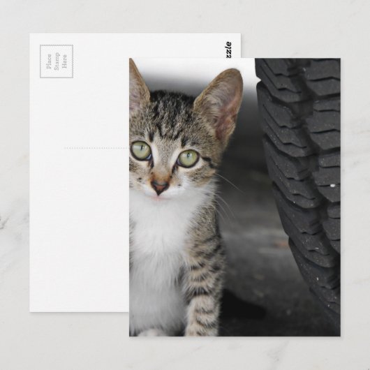Kitty.JPG ポストカード (正面/裏面)