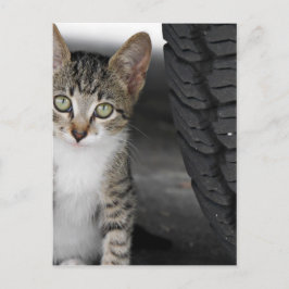 Kitty.JPG ポストカード