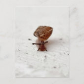 Kleine Reise – Schnecke auf hellem Grund ポストカード (正面)