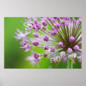 Kleine Sterne ポスター (正面)