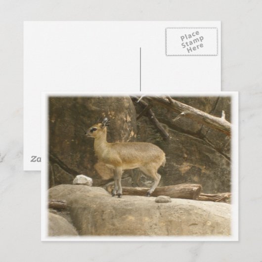 Klipspringer ポストカード (正面/裏面)