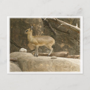 Klipspringer ポストカード