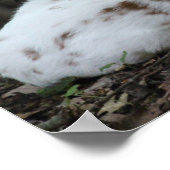 KMCphoto Piebald Deer ポスター (角)