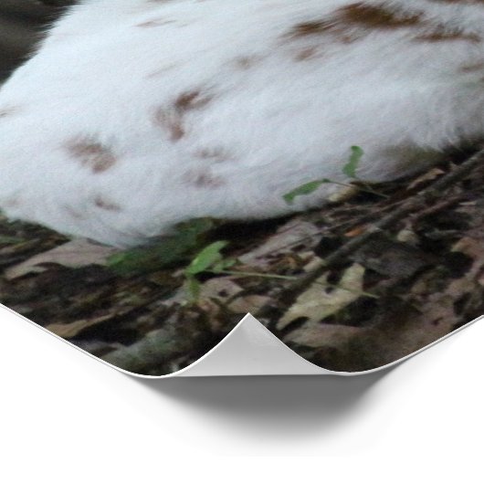 KMCphoto Piebald Deer ポスター (角)