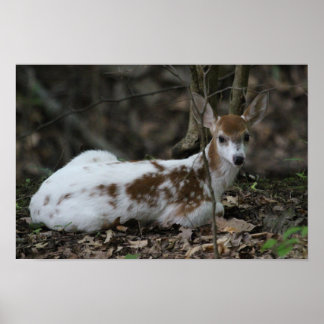 KMCphoto Piebald Deer ポスター