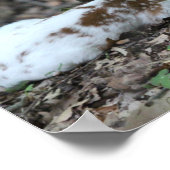 KMCphoto Piebald Deer and兄弟姉妹 ポスター (角)