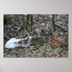 KMCphoto Piebald Deer and兄弟姉妹 ポスター