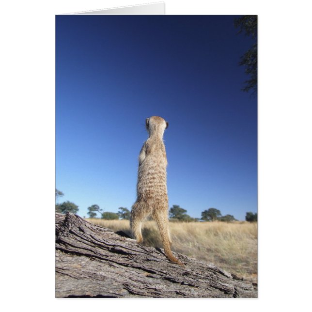 KMPカード13 - Moominsの歩哨 (正面)