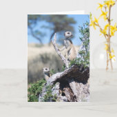 KMPカード15 -ひげの歩哨 カード (黄色い花)