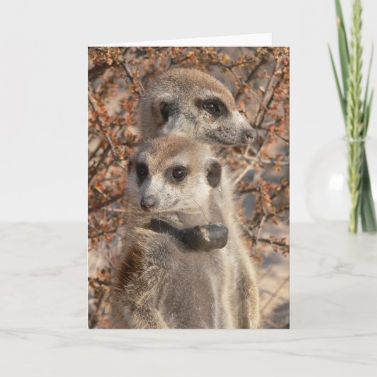 KMPカード4 - Jo Jo Hello and Habusu カード (正面)