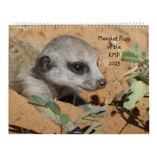 KMP 2025カレンダーのMeerkat Pups カレンダー (カバー)