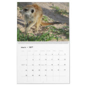 KMP 2025カレンダーのMeerkat Pups カレンダー (3月 2027)