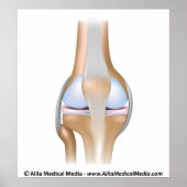 Knee joint anatomy unlabeled diagram. ポスター (正面)