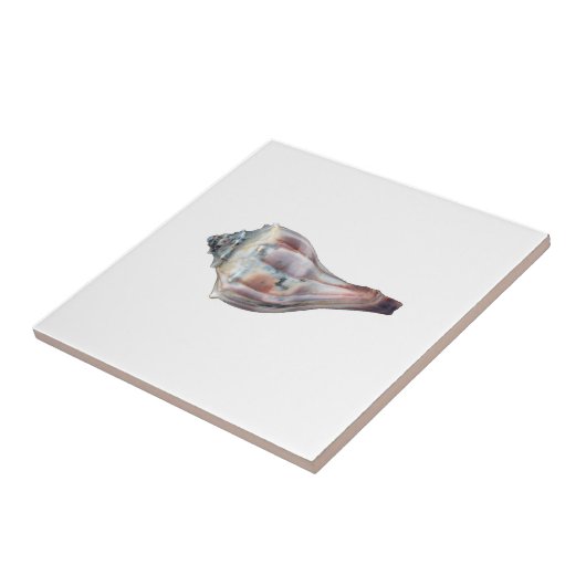 Knobbed貝をWhelk タイル (側面)
