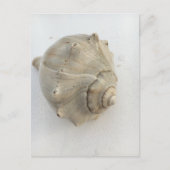 Knobbed Whelk Seashell Photography Postcard ポストカード (正面)