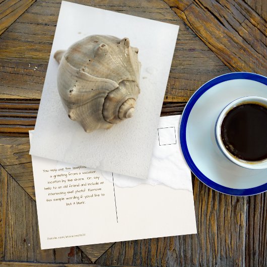 Knobbed Whelk Seashell Photography Postcard ポストカード