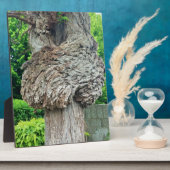 Knot on Tree Trunk、Knar、自然緑 フォトプラーク (側面)