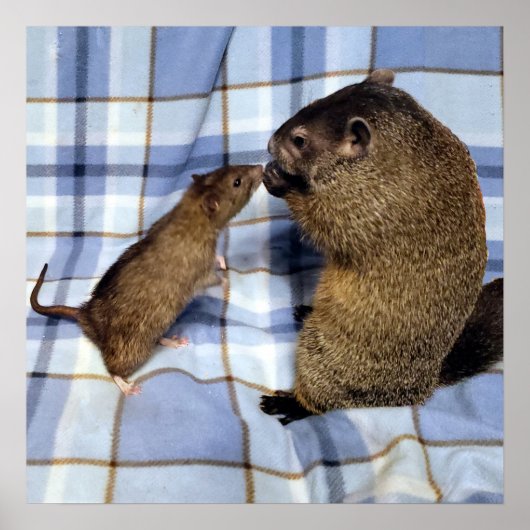 KoaとCalebポスター ポスター (正面)